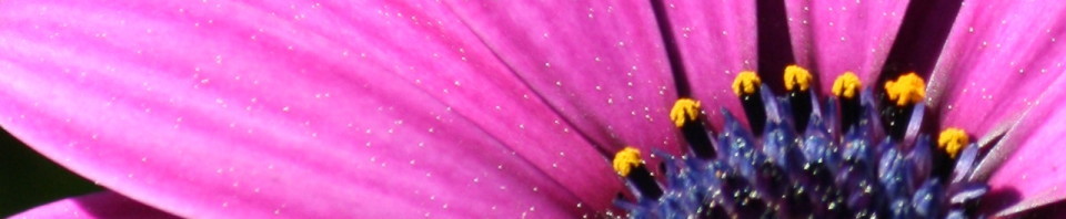 cropped-Purple-flower.jpg