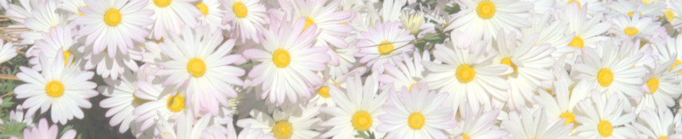 cropped-daisy-cropped-lighter.jpg