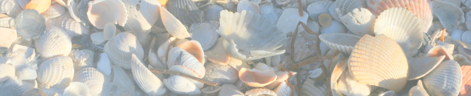 cropped-lots-of-shells.jpg